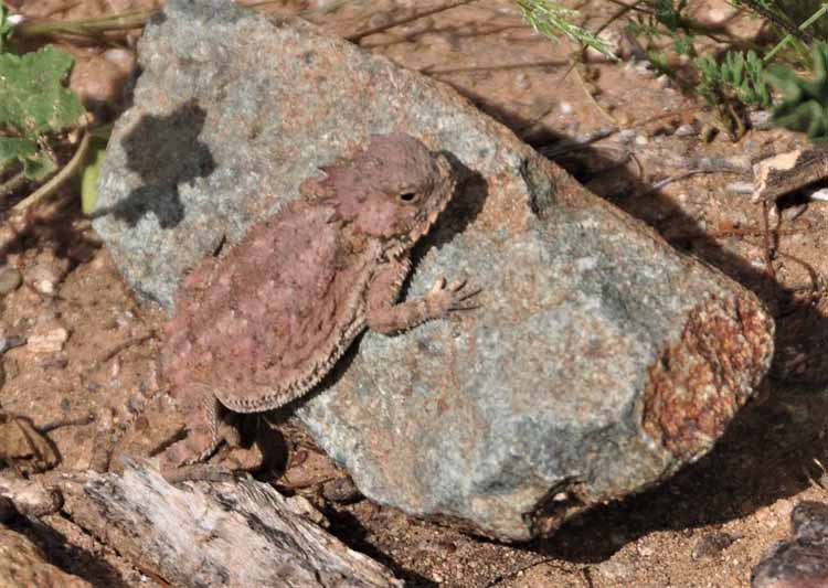 horny toad
